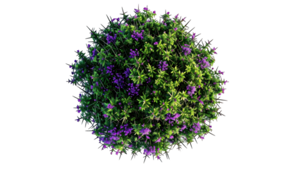 Overhead shot of a lush, round plant with green leaves and vibrant purple flowers