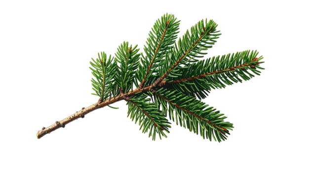A detached sprig of evergreen needles, brown stem, vibrant green foliage, black background
