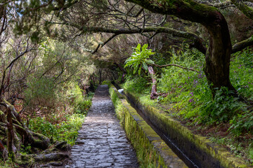Beautiful hiking path along Levada of 25 Fountains on Madeira, surrounded by lush greenery, moss covered trees, and natural light filtering through forest canopy