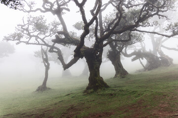 Enchanting laurel forest Fanal in mist, ancient mossy trunks rise through dense fog creating a dreamy scene filled with calm atmosphere
