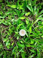 mushroom in grass