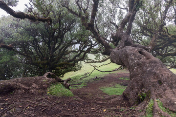 Massive laurel trunk in Madeira Fanal forest, sprawling moss covered branches stretch close  ground forming dense green canopy