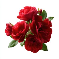 Obraz premium Vibrant red roses in bloom with lush green leaves on white background