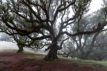 Majestic laurel trees in Fanal forest Madeira, moss covered branches stretch outward in thick mist