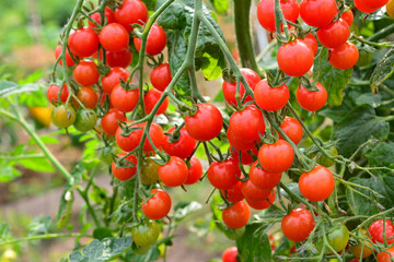 many Vibrant Red Cherry Tomatoes Ripening on the Vine in a Garden
