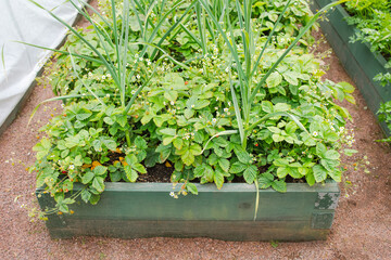 A wooden strawberry bed full of flowering strawberry bushes and ripening berries, front view, close-up.