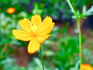 Sunpetal: A Burst of Light in Bloom