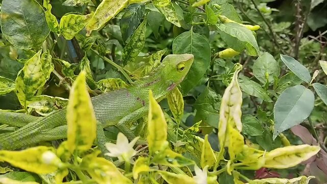 a bright green garden lizard perched among the lush foliage