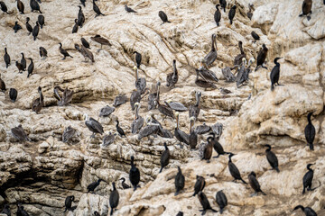 Group of Brown Pelicans Resting on Coastal Rocks at Point Lobos, California
