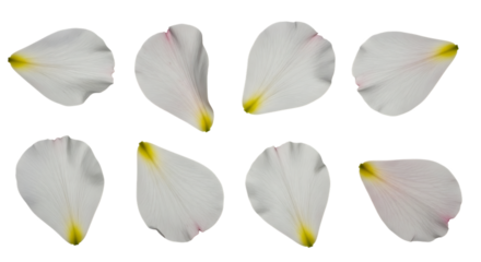 Eight White Flower Petals with Yellow and Pink Tips on a Black Background white petals floral isolated on a transparent background