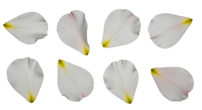 Eight White Flower Petals with Yellow and Pink Tips on a Black Background white petals floral isolated on a transparent background