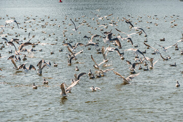 a flock of seagulls on the surface of the sea