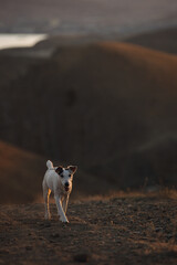 The dog is walking in the mountains.