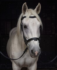 Fototapeta premium beautiful white and gray speckled horse with black tack looking directly at the camera in a stable.