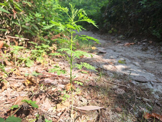 The artemisia plant or wormwood grows in the forest near the path.