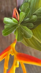 Close-up of a tropical flower with vibrant orange petals and lush green leaves, showcasing natural detail and exotic beauty.
