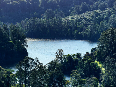 Australian lake forest pond during November 2025