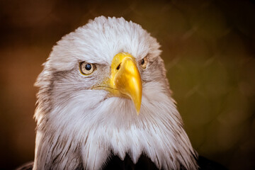 Close-Up of Bald Eagle Portrait Symbolizing Freedom and Independence