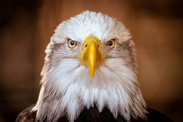 Close-Up of Bald Eagle Portrait Symbolizing Freedom and Independence
