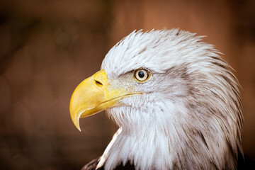 Close-Up of Bald Eagle Portrait Symbolizing Freedom and Independence