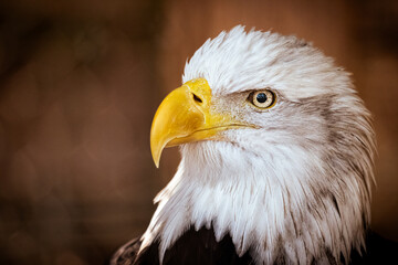 Close-Up of Bald Eagle Portrait Symbolizing Freedom and Independence