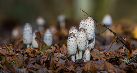 Shaggy Ink Cap(Coprinus comatus) mushrooms