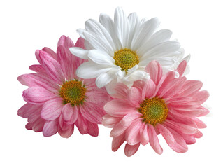 Three pink and white daisies isolated on black