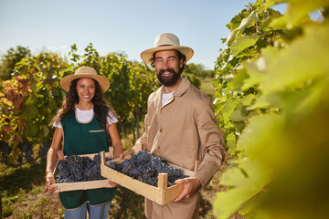 Two vineyard workers hold crates filled with freshly harvested grapes, smiling happily under the warm sun in their family-owned vineyard, celebrating the fruits of their labor.