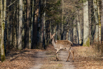 Solitary deer crossing a sunlit woodland trail