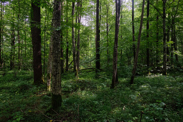 Springtime deciduous stand with old trees