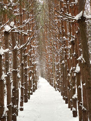 Winter forest with a pathway among pine trees