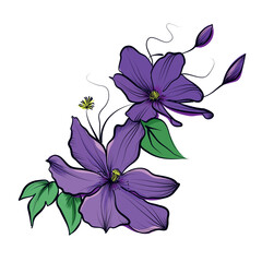 Purple clematis flower branch botanical illustration