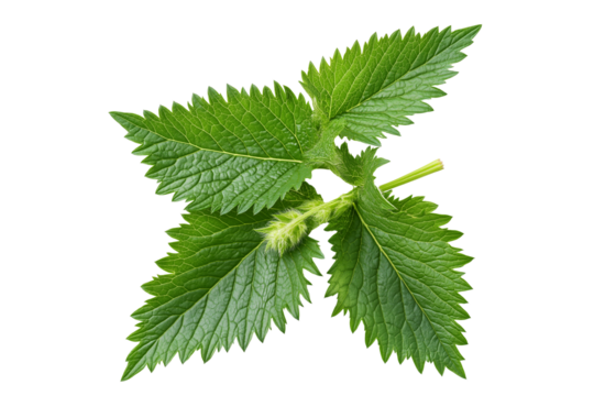 Fresh Nettle Herb Transparent Background
