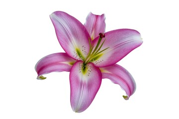 Fototapeta premium A single pink lily flower with visible stamen and pistil on a clean white background in close up view