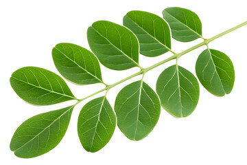 Moringa Leaves Isolated on Transparent Background
