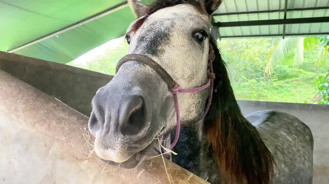 A close-up horizontal shot focusing on a human hand gently touching the muzzle and nose of a dappled grey horse. The horse is actively eating hay, with strands visible around its mo