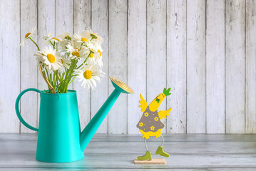 Spring still life or greeting card; white daisy (chamomile, marguerite) flowers in beautiful watering can on a wooden background with copy space
