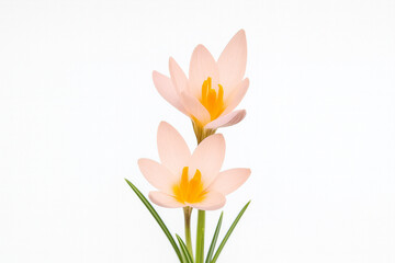 Fototapeta premium Minimalist spring composition with two soft pink crocus flowers on white background, perfect elegant floral stock image for wedding invitations, beauty branding and social media design.