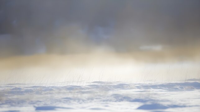 Backlit Snow Dust in Field
