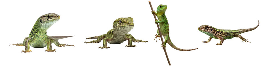 Obraz premium Four lizards in different poses against a plain backdrop showing their scales and skin textures on transparent background