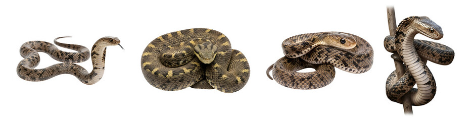 Obraz premium Four snakes in different poses against a plain backdrop showing scaly skin and unique patterns on transparent background