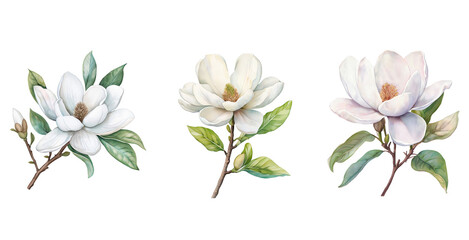 Fototapeta premium White Magnolia Flower Watercolor Illustration Isolated on Transparent Background. Botanical Watercolor Magnolia Flower Illustration PNG set.