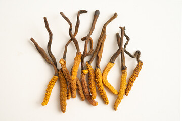 Cordyceps or Ophiocordyceps sinensis mushroom herb is fungus for used as medicine on white background.