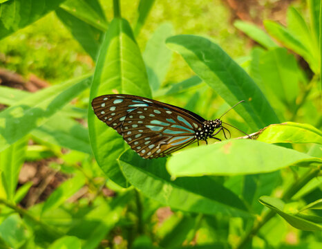 Dark Blue Tiger (Tirumala septentrionis) Butterfly Closeup on Lush Green Leaves in a Garden, Kerala India