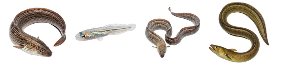 Naklejka premium A collection of various eel species showcased against a plain and simple solid color backdrop on transparent background