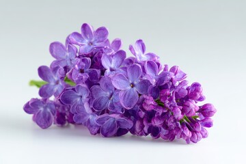 Obraz premium Single lilac sprig with multiple blooms on clean white background