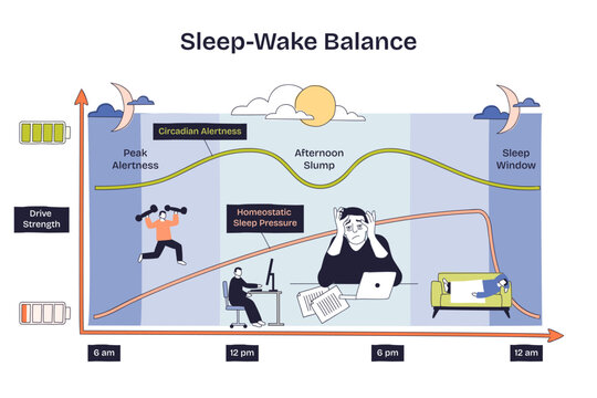 Sleep-wake balance overview maps circadian alertness and homeostatic sleep pressure across the day, key elements, alertness curve, sleep window, battery drive icons. Doodle style diagram