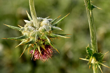 hoarfrost on a Marian thistle in winter