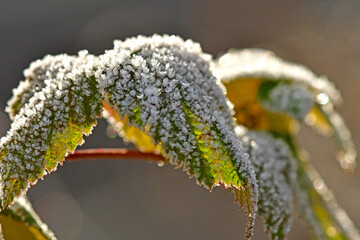 hoarfrost on a leaf in winter