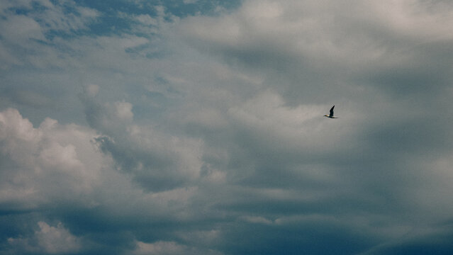 birds in the sky